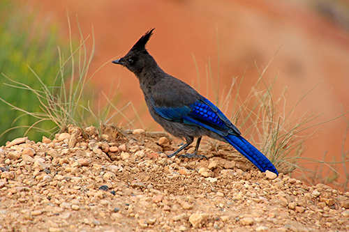 Cyanocitta stelleri - Bryce Canyon (Utah)